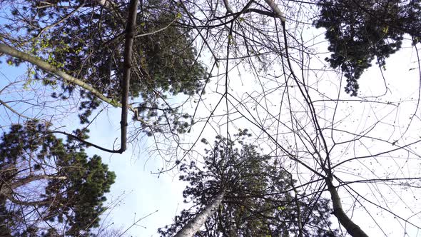 Tree Tops With Sky Rotating And Forrest Noise