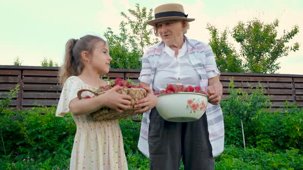 The Grandmother and Child Harvest Strawberries in the Garden alt