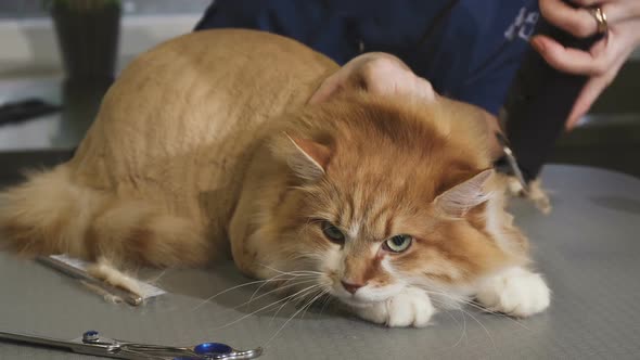 Adorable Fluffy Ginger Cat Being Shaved By a Vet at the Clinic alt