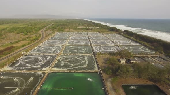 Shrimp Farming in Indonesia alt