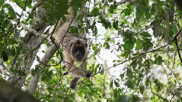 Female black howler, alouatta caraya with yellowish-buff appearance hanging off a fig tree with its alt