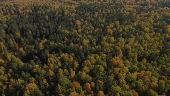 Autumn yellow and green forest in Ural