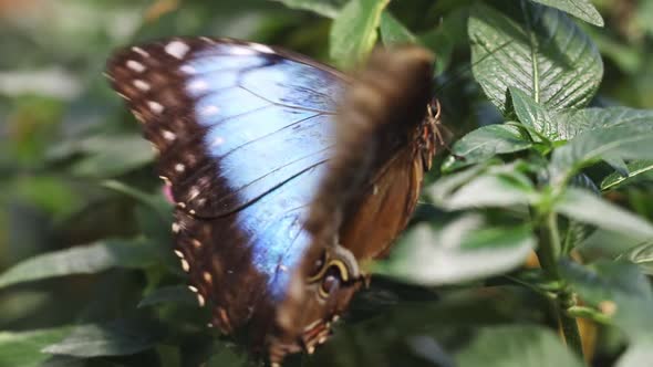 Blue Morpho butterfly flapping wings while on green plant alt