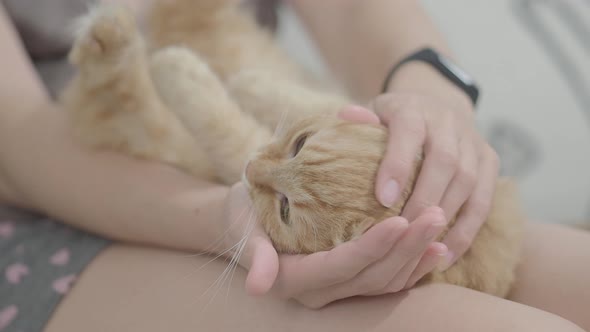 Cute Ginger Cat Dozing on Woman Knees. Woman in Stroking Her Fluffy Pet. Cozy Home. Flat Profile. alt