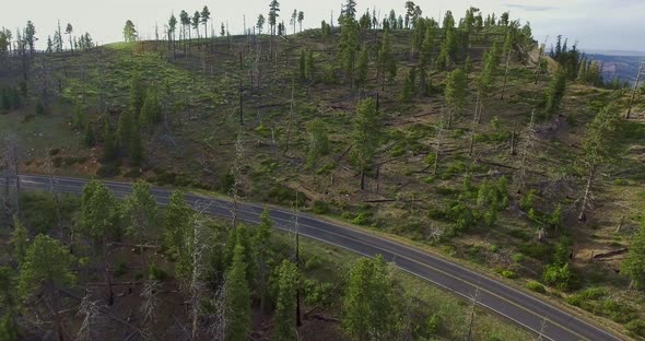 Aerial photography of a highway through a rare pine forest (Zion National Park, Utah, USA) alt