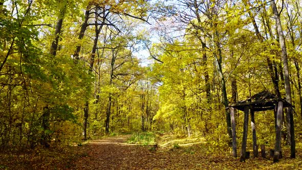 Forest Autumn