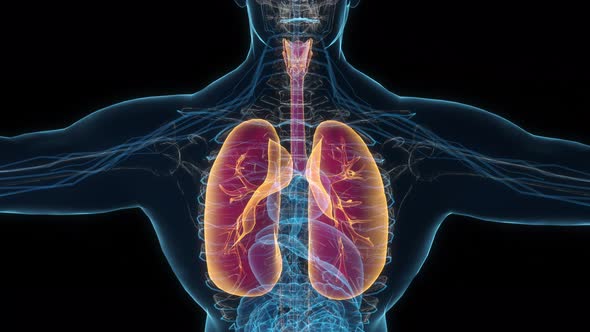 Male lung 3d hologram