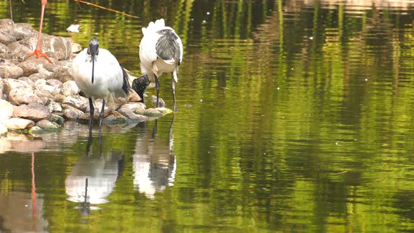 Bird Animal Near The Lake