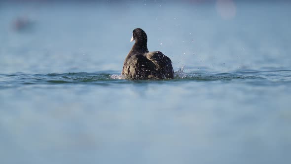 Natural behaviour of waterbirds, bathing and splashing to cleanse its feathers, slow motion. alt