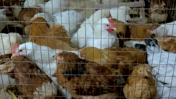 Close Up Many Chickens in Metal Cage alt