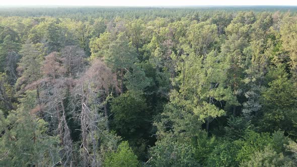 Natural Landscape in the Forest During the Day alt