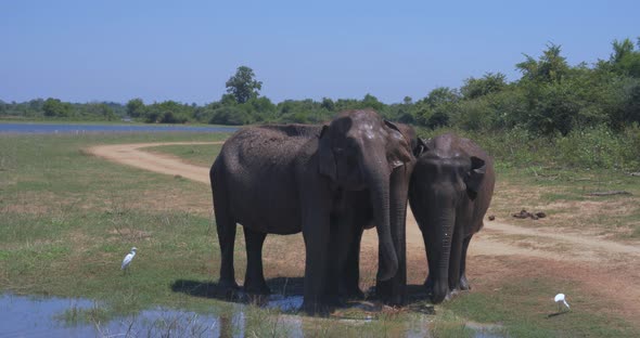 Elephants Splashing Mud in the National Park of Sri Lanka