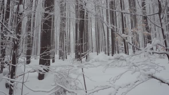 Snow Forest