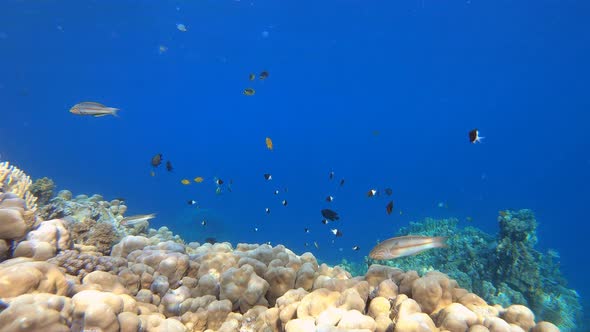 Reef Underwater Tropical Coral Garden
