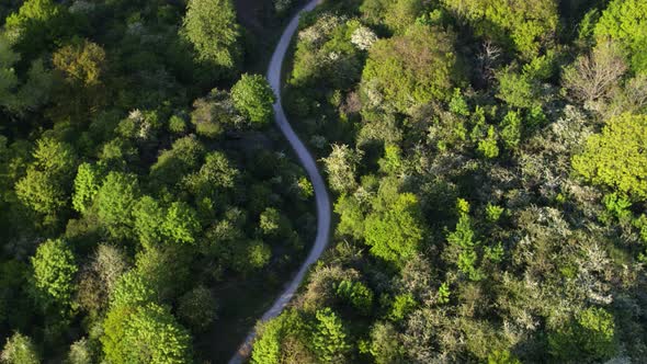 Twisted Oostvoorne highway snaking through lush green forest - aerial top down alt