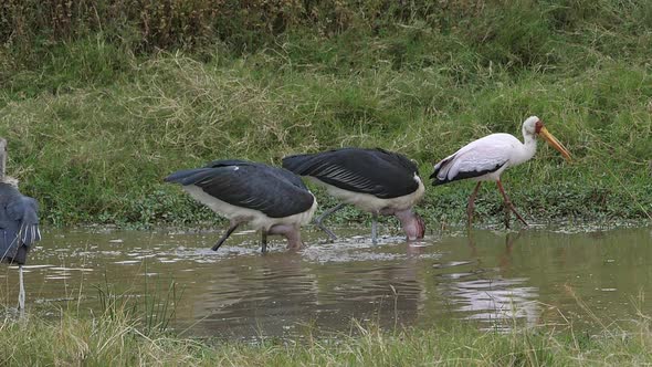 Marabou Stork, leptoptilos crumeniferus, Yellow-billed Stork, mycteria ibis alt