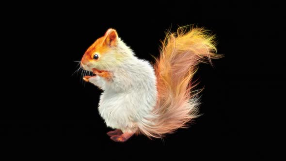 75 White Squirrel Hip Hop Dancing HD alt