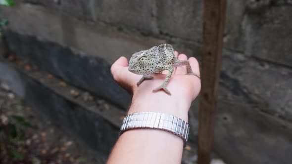 Chameleon Sitting on Male Hand Man Holds Funny Lizard in Palm Zanzibar Africa alt