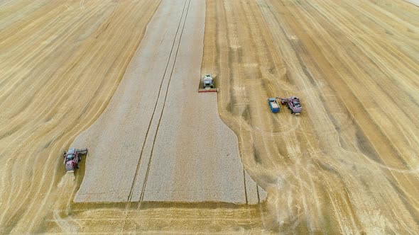 Agricultural Combines Harvesting Wheat On The Big Field. alt