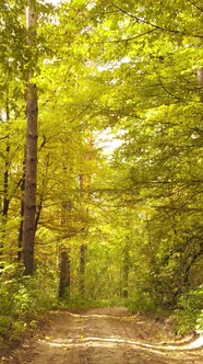 Vertical Video of Trees in the Forest in Autumn alt