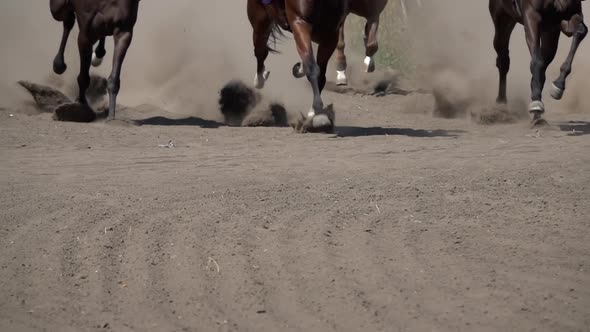 Legs of Several Racehorses that Run Along the Hippodrome