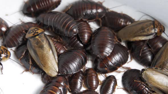 Huge Cockroaches Crawl on a White Background