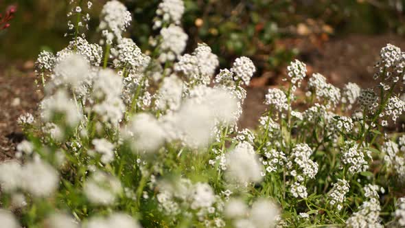 Tender White Flowers in Garden California USA