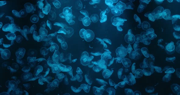 Jelly Fish Swim in Water Tank alt