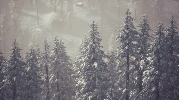 Winter Snow Covered Cone Trees on Mountainside alt