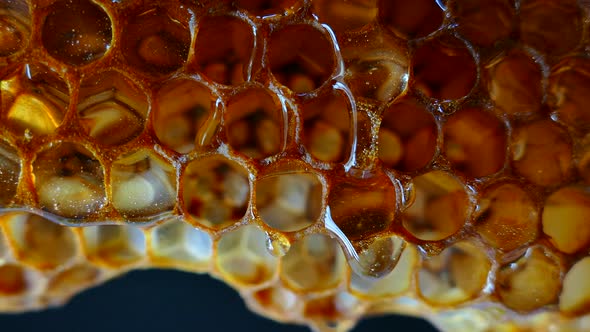 Honey Flows From the Honeycomb