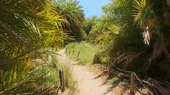 Walking in the Palm Forest. Crete Island, Greece alt