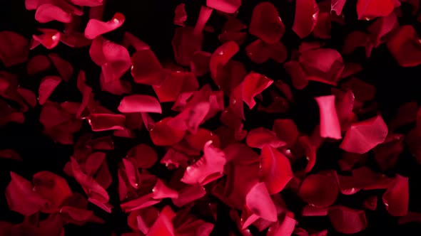 Super Slow Motion Shot of Flying Red Rose Petals Towards Camera Isolated on Black at 1000 Fps alt