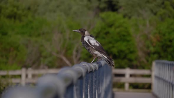 Magpies sitting on a fence railing. alt