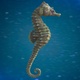 Sea Horse  Swimming - 4K - VideoHive Item for Sale
