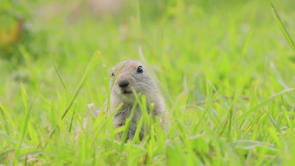 Mountain Caucasian Ground Squirrel or Elbrus Ground Squirrel Spermophilus Musicus alt