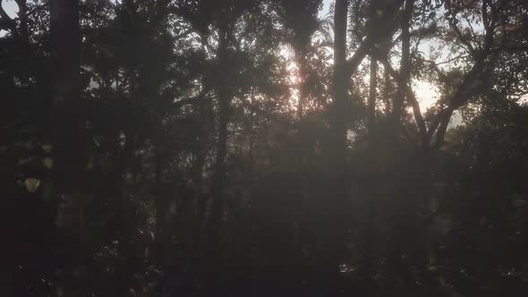 Walking through the beautiful lush forest of Munnar, India during sunset - low aerial alt