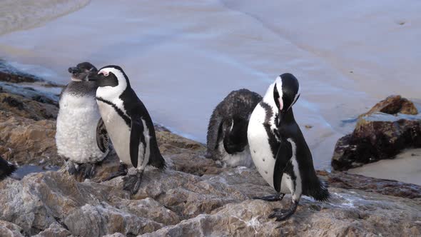 Penguins Preening Their Feathers and Resting on The Rocks alt