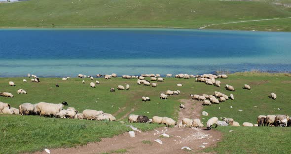 Sheep enjoying the day of pasture in the green fields next to a beautiful lake.