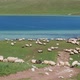 Sheep enjoying the day of pasture in the green fields next to a beautiful lake. - VideoHive Item for Sale