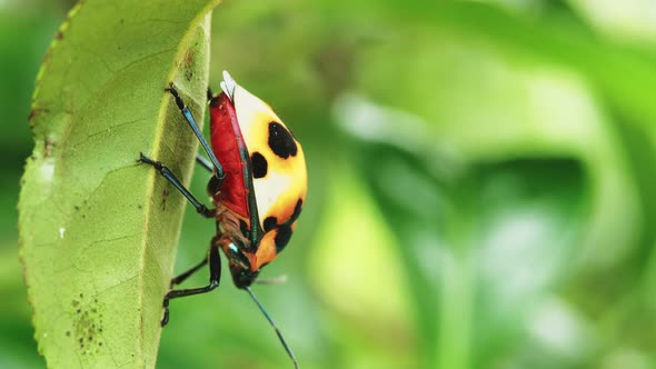 Ladybug on green leaf and doing its thing. Macro shot