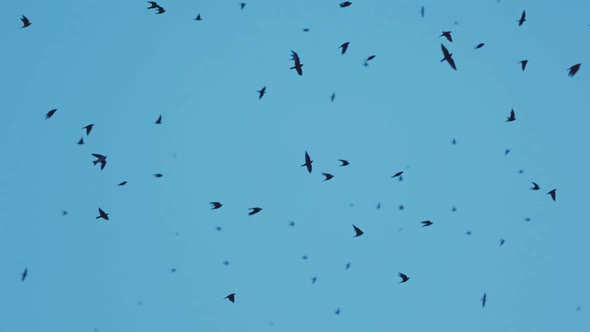 Thousands of Purple Martin Birds Flying at Sunset alt