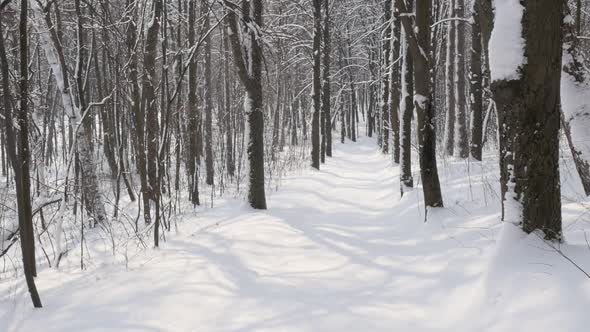 Slow motion of alley by  winter under snow 1920X1080 FullHD video - Morning in the forest slow-mo 10 alt