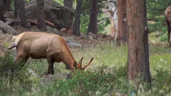 elk eating grass and walking away alt