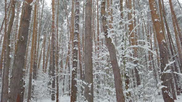 Beautiful Winter Pine Forest. Fresh White Snow in Winter Forest. Dolly Shoot.