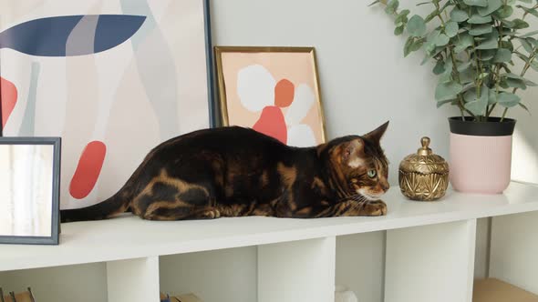 Bengal Cat Sitting on Shelf Closeup alt