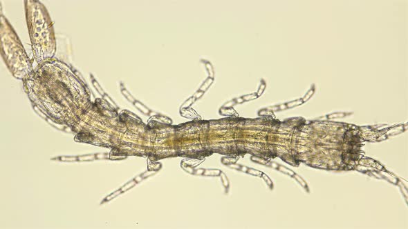 Isopoda Microcharon Sp Under a Microscope, the Family Lepidocharontidae, Found All Over the World alt