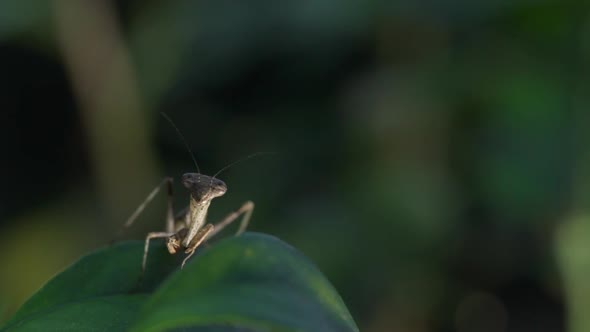 A rare mantis stands on a leaf and look around alt