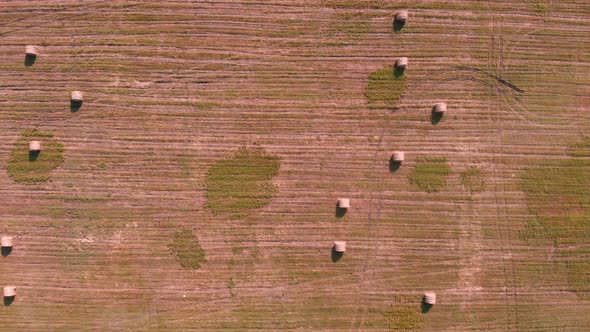 Haystack with hay on field. Agriculture meadow with rolled hay of wheat. alt