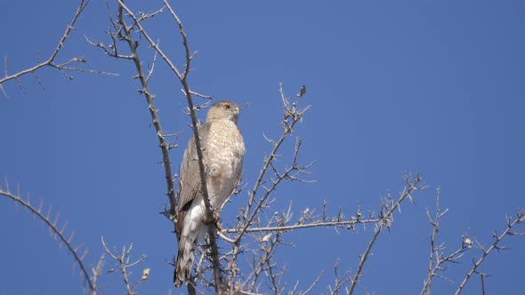 Cooper's Hawk Looks Around Real Time