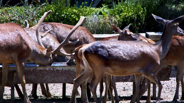Deers In A Barn Feeding alt